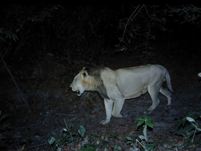 panthera camera trap