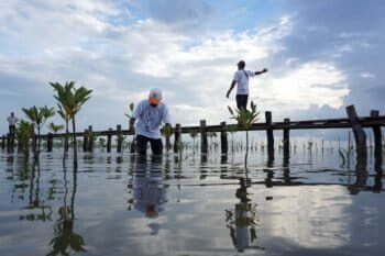A local volunteer plants a mangrove sapling at the Trapeang Sangke inlet. The best time for transplanting is July, the peak of the wet season when the estuary is least salty. With a full team of volunteers, 4,000 saplings get transplanted in the most productive months. Photo by Matt Blomberg for Mongabay.