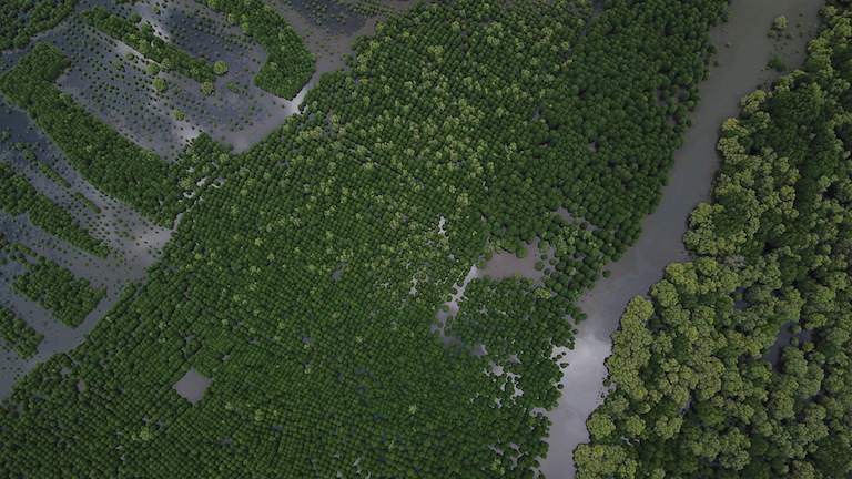 Orderly grids of mangroves planted by Him and many volunteers at the Kampot Mangrove Forest. Photo courtesy of SUP Asia.