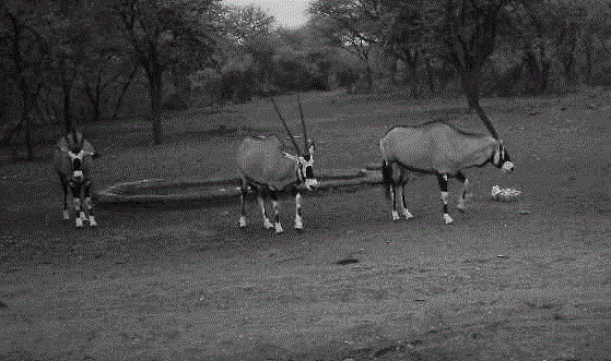 Camera trap photo shows oryx leaving a waterhole in low light. Oryx are huge and a target for bushmeat hunters in southern Africa. 