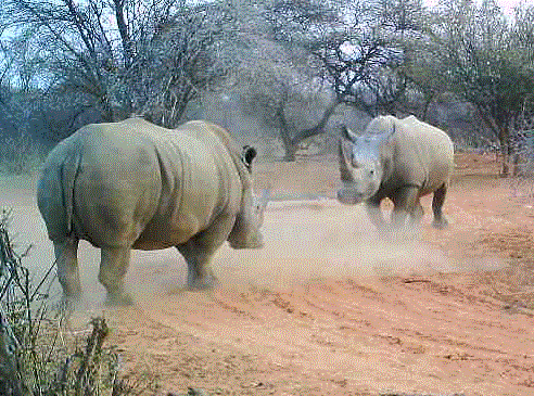 A pair of white rhinos face off in front of a camera trap. 