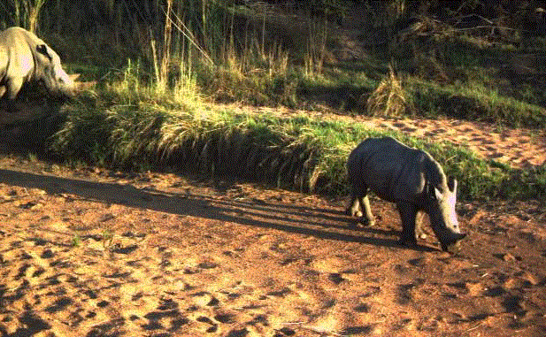 A baby rhino forages near its mother as they walk along a pathway monitored by a remote camera.