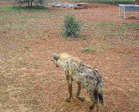 A spotted hyena approaching a work camp in south Africa. 