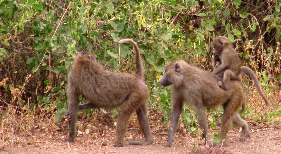 Baboons are curious and strong and can be big trouble for remote cameras. 