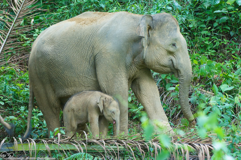 Elephant cow and her offspring in a palm oil plantation in the Kinabatangan. Photo courtesy of Rudi Delvaux. 