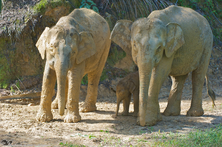 Elephants in a palm oil plantation in the Kinabatangan. Photo courtesy of Rudi Delvaux.