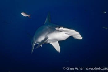 School of hammerhead sharks, northwest Galápagos. Photo by Greg Asner / DivePhoto.org