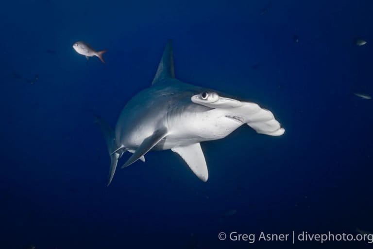 Hammerhead shark, northwest Galápagos. Photo by Greg Asner / DivePhoto.org