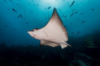 Mantaray, northwest Galápagos. Photo by Greg Asner / DivePhoto.org