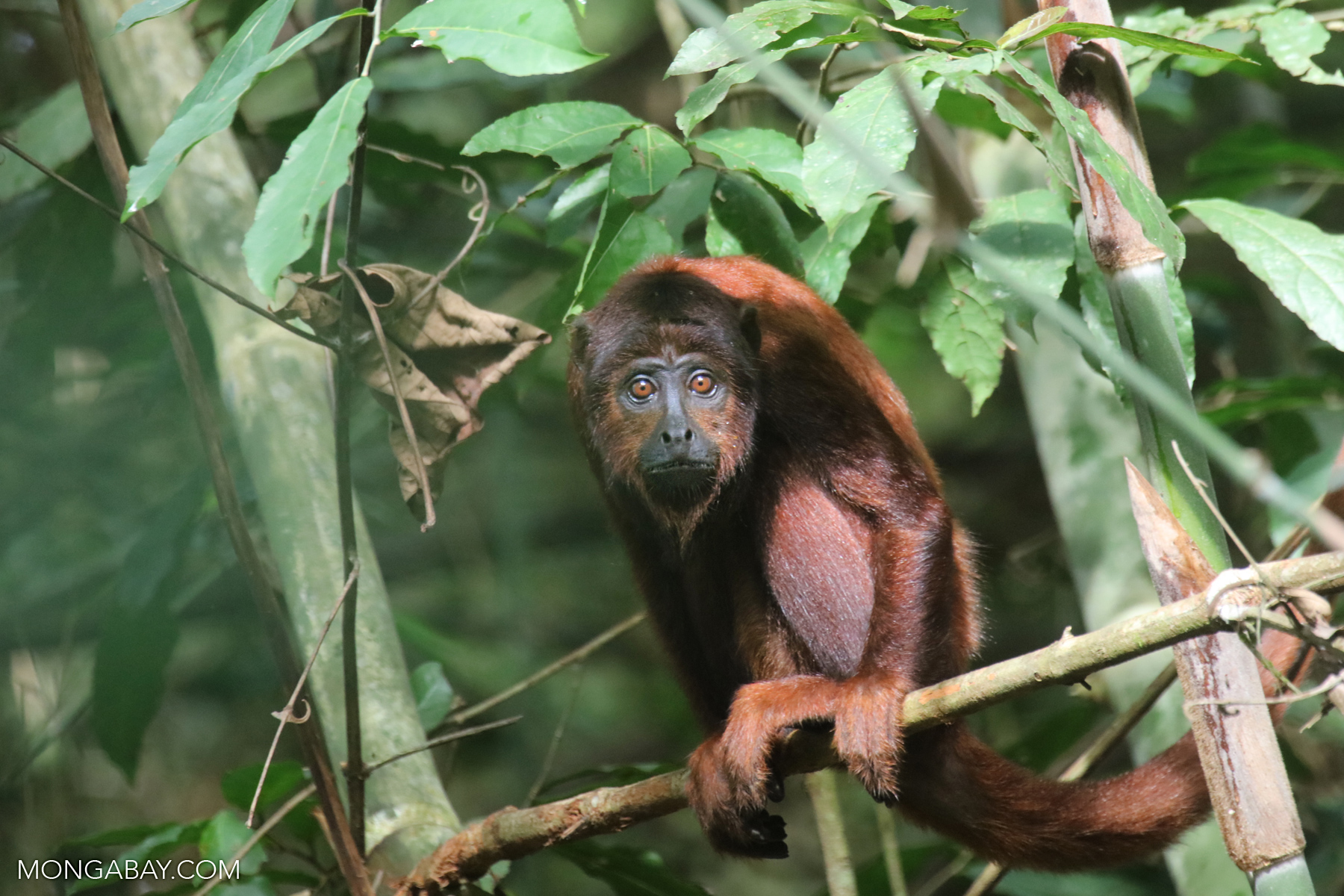 Amazon rainforest hit by surge in smallscale