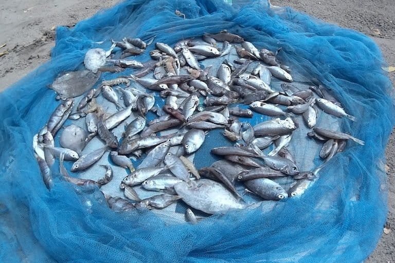 A good size catch, consisting mainly of juvenile fish, in a mosquito net in Mozambique. Photo by Rebecca Short. 