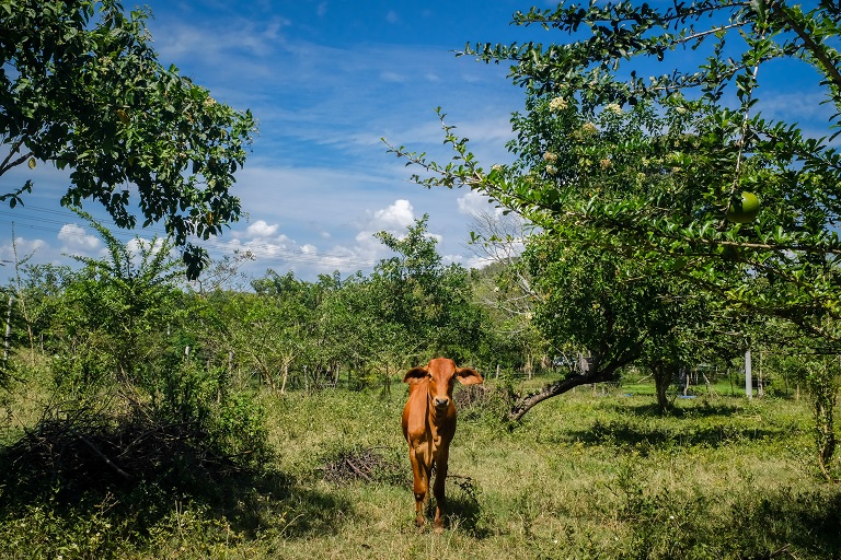 A calf stands on Capela's land. Farmers such as Capela are now employing new farming methods such as sustainable crop rotation. Photo by Ana Cristina Vallejo/Mongabay.