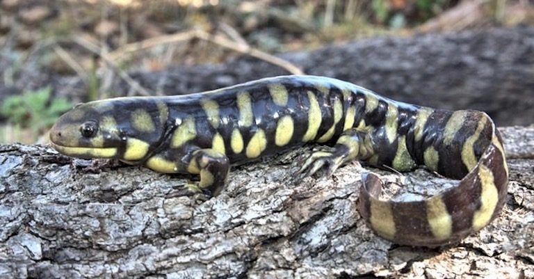 3_Sonora-Tiger-Salamander_James-Rorabaugth