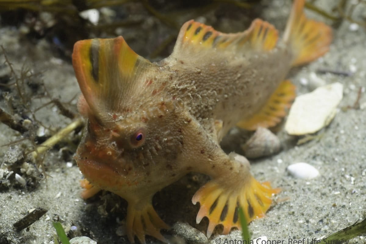 New population of extremely rare 'red handfish' discovered off Tasmania