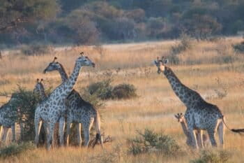 Giraffes at dawn in Zimbabwe’s Hwange National Park. Photo courtesy of George Powell.