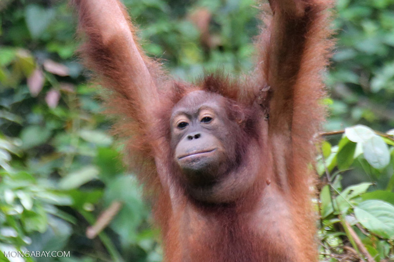 An Orangutan from a zoo reintroduced to the wild in Borneo began spear  fishing after watching local fisherman : r/pics