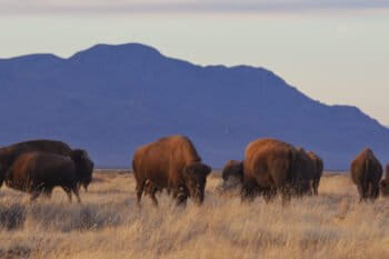 Bison in Chihuahua, Mexico, where protected grasslands in the U.S. and Mexico create a bi-national wildlife corridor. President Trump’s border hardening plans threaten the continuity of this habitat, and existing fencing has already curtailed the bison's movements. Photo by Rurik List.
