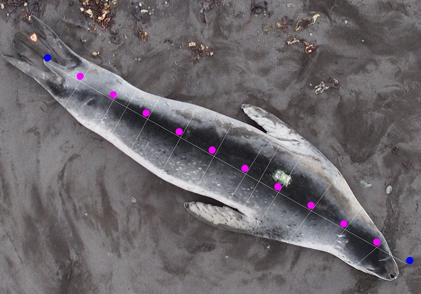 A leopard seal as seen from above. 