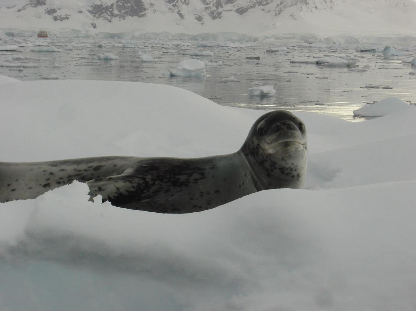 One of Antartica's top predators, the leopard seal. They eat prey, from krill to penguins.