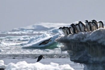 Earlier reports based on satellite data suggested that the Danger Islands could be home to several penguin "supercolonies." However, heavy pack ice is common around the Danger Islands, even in austral summer, making difficult to access this area to conduct a comprehensive survey. Credit: Rachael Herman, Louisiana State University, © Stony Brook University