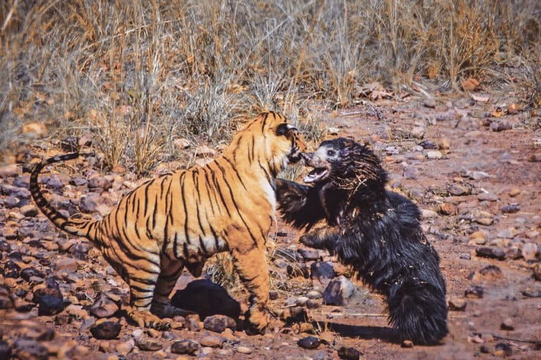 Screen capture of footage shot by Akshay Kumar of the battle between a male tiger and a mother sloth bear over access to a water hole in Maharashtra's Tadoba National Park.