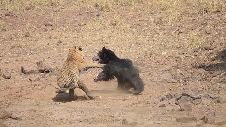 sloth bear vs tiger