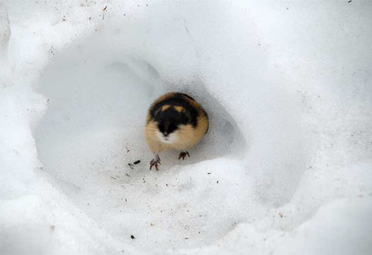 How is climate change affecting the Arctic's smallest mammal, the lemming?  