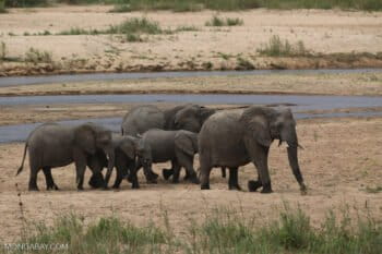 Elephants move across the African savannah. Photo by Rhett A. Butler / Mongabay