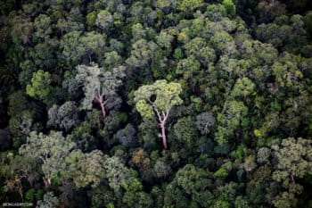 Rainforest in Borneo. Photo by Rhett A. Butler.