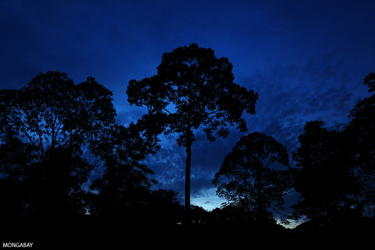 Rainforest at twilight in Borneo. Photo by Rhett A. Butler