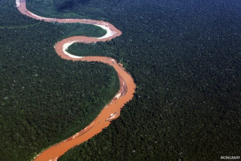 Rainforest in the Peruvian Amazon. Photo by Rhett A. Butler