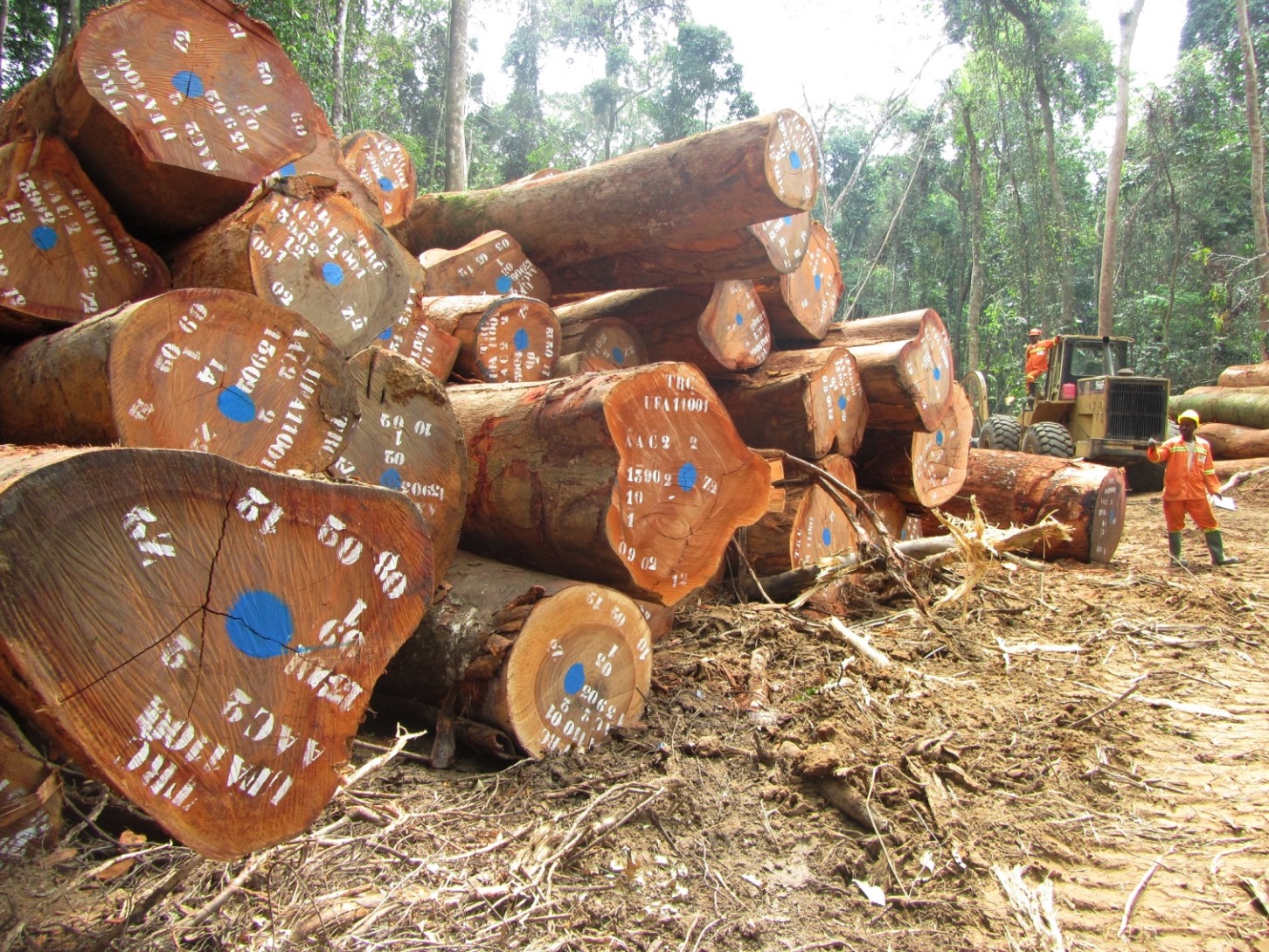 Certified logs marked for export from a concession in Cameroon. 