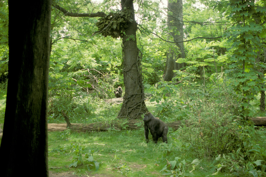 A western lowland gorilla searches from within a central African rainforest. 