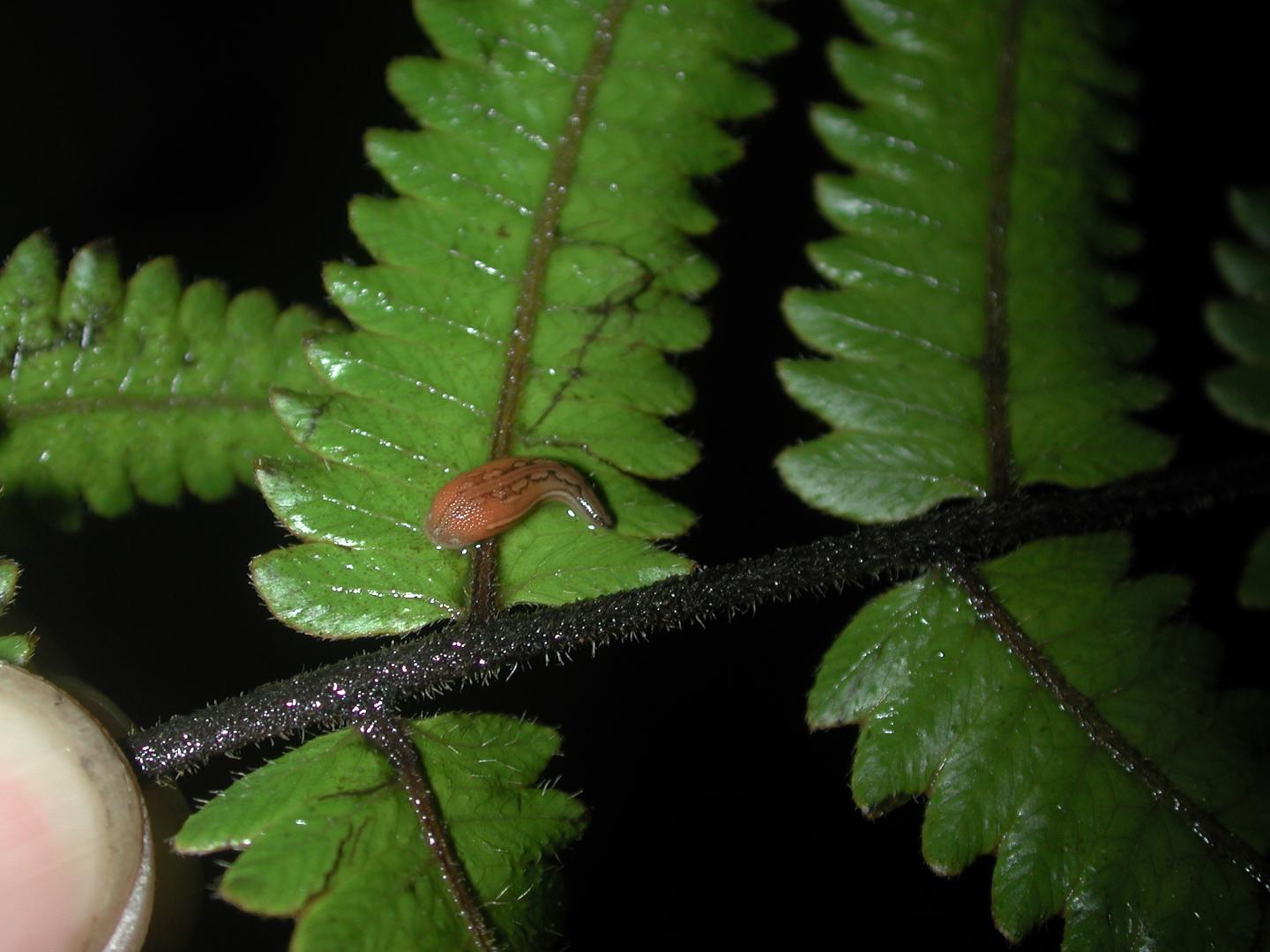 A Haemadipsa leech not seeking a meal. 