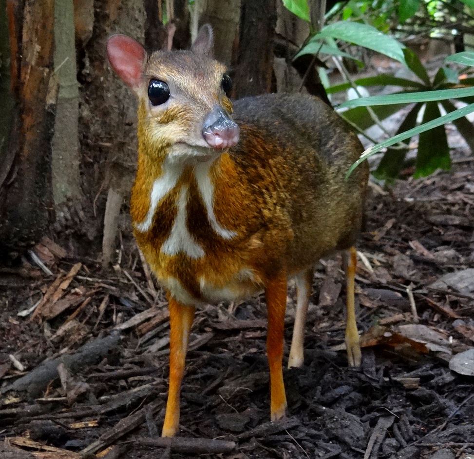 The world's smallest deer, a mouse deer, is just one of a broad spectrum of Asian mammals preyed upon by leeches.