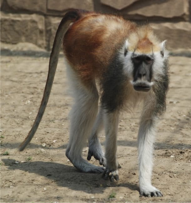 150 years after being discovered, African monkey with handlebar