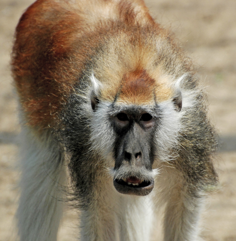 Male Patas Monkey