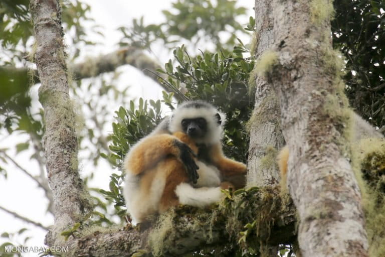 A critically endangered diademed sifaka (Propithecus diadema). One diademed sifaka was killed in the recent poaching incident. Photo by Rhett A. Butler. 