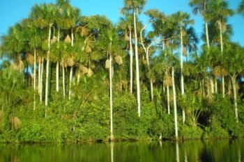 Intact palm swamp along a rainforest lake in southeastern Peru. Miners seek gold in the sediments, cutting trees and inputting harmful mercury into waters to identify the tiny gold pieces in the soil.