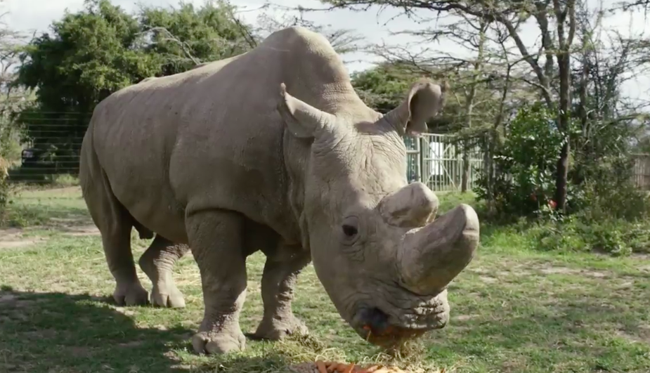 The world's last male northern white rhino has died