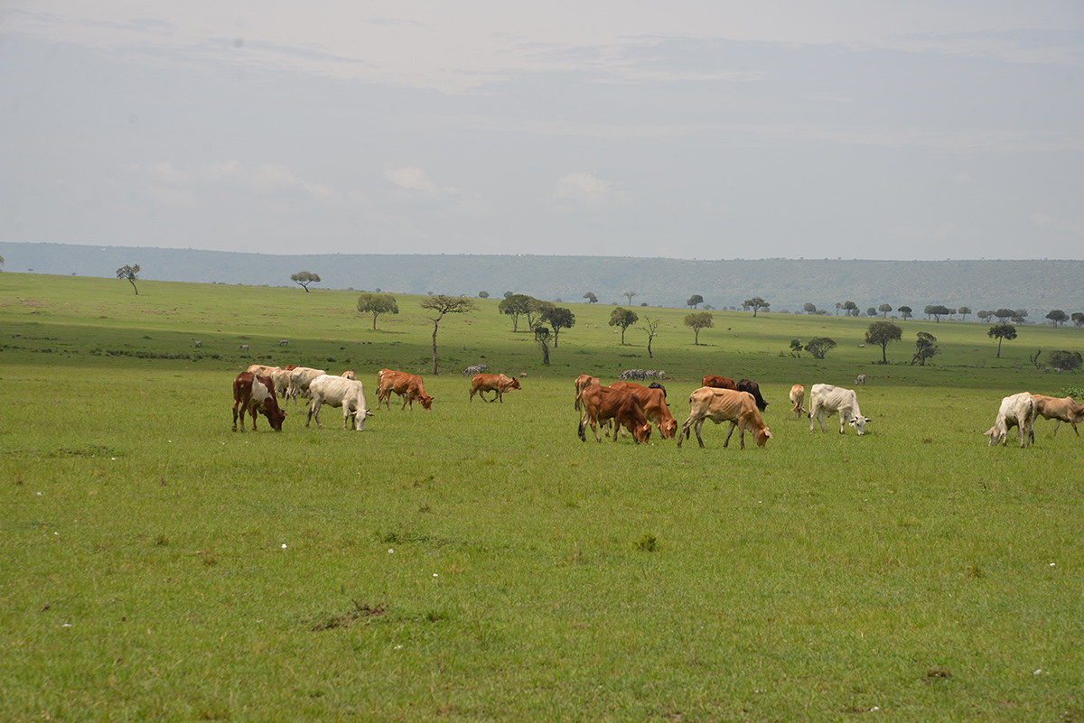 Integrating livestock production with wildlife conservation is a key to the future of the conservancies in the Maasai Mara. Photo Credit: Nicholas Lapham