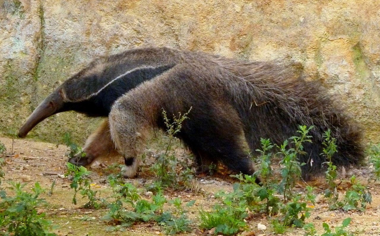 The giant anteater, native to South America, is one of numerous mammalian species residing in the Gran Chaco ecoregion.