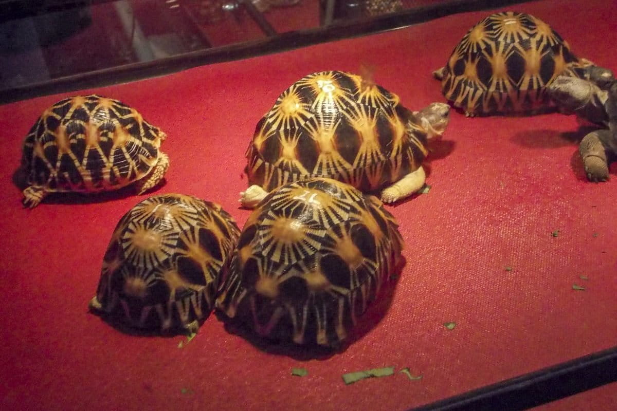 In Jakarta, wildlife monitors find a hotspot for the illegal tortoise trade