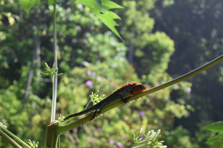 Lizard-on-Papaya-Tree-2