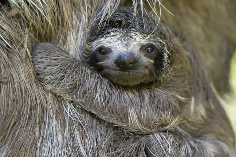 sloth laying down