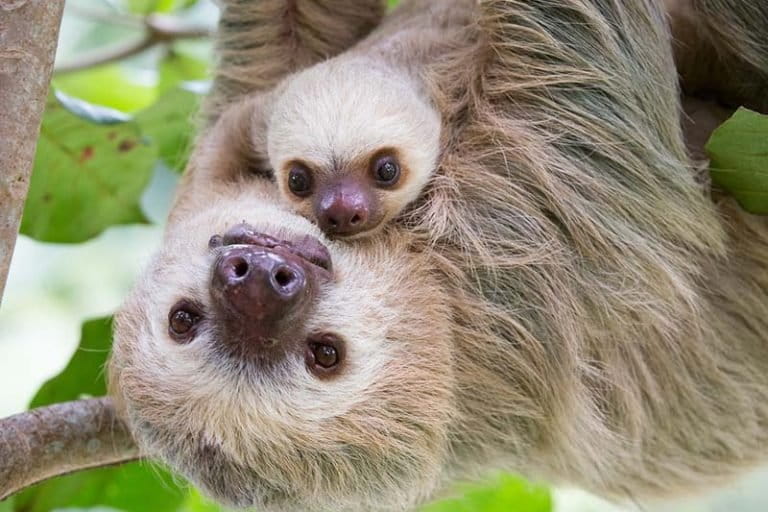 New Sloth Book Features Amazing Photographs And Busts Myths Photos