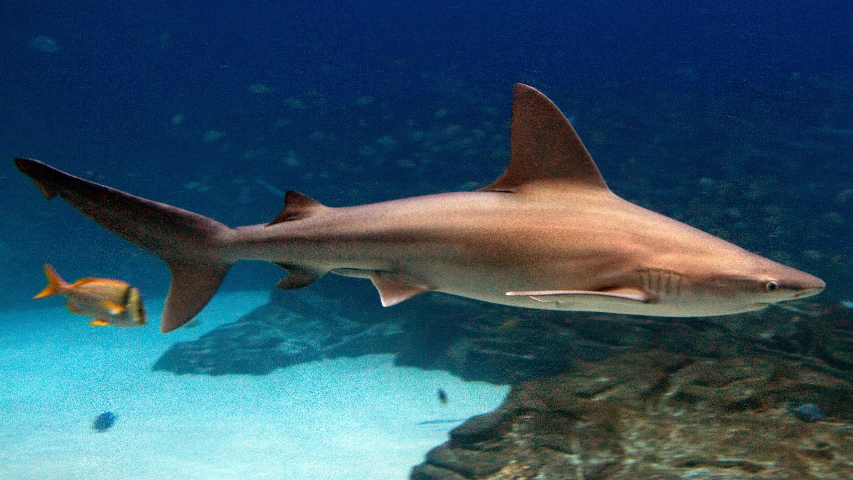 A sandbar shark (Carcharhinus plumbeus) swimming. These sharks inhabit coastal areas but dine on fish, crabs, and rays and are considered not dangerous to people. However, commercial fisheries targeted these sharks for their relatively large dorsal fins, and the species is now listed as vulnerable. 