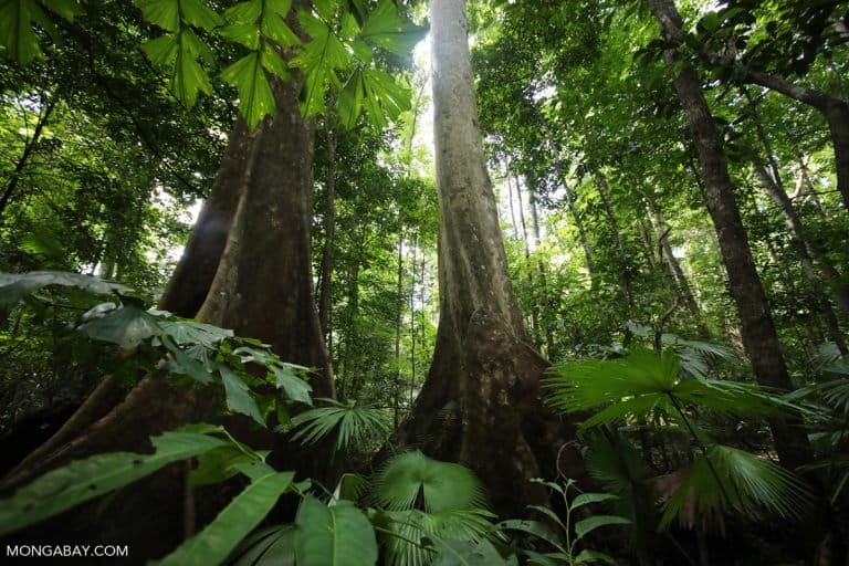 Rainforest in Indonesia. Photo by Rhett A. Butler