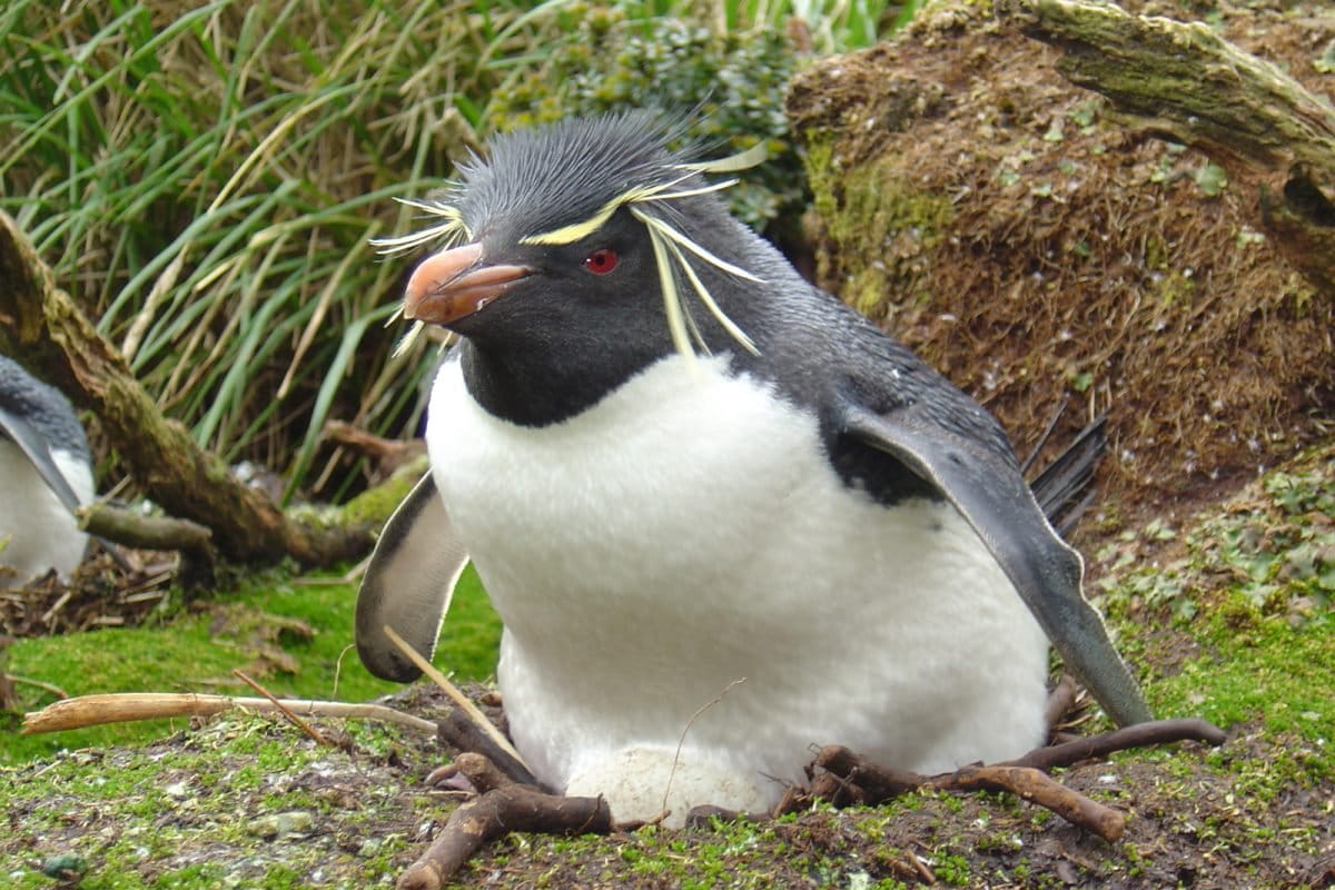 How to help penguins (photos)