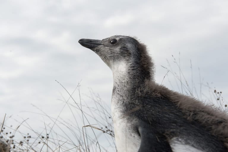 Black-footed penguin chicks are covered in downy feathers. As they grow, their plumage becomes a combination of down and adult feathers that resemble a Mohawk haircut. Credit: Julie Larsen Maher ©WCS